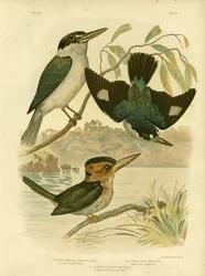 Sardid Kingfisher, 1891
